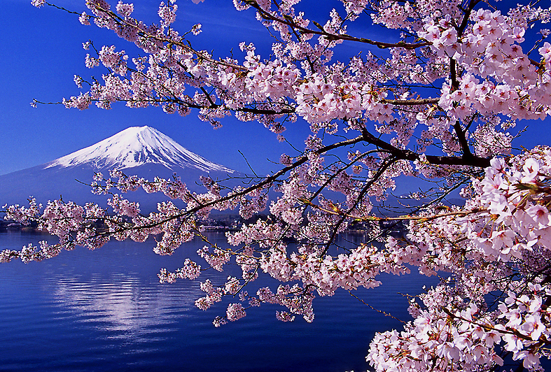 言葉 さくら 花 「Cherry blossom」で通じない？「桜」の正しい英語表現